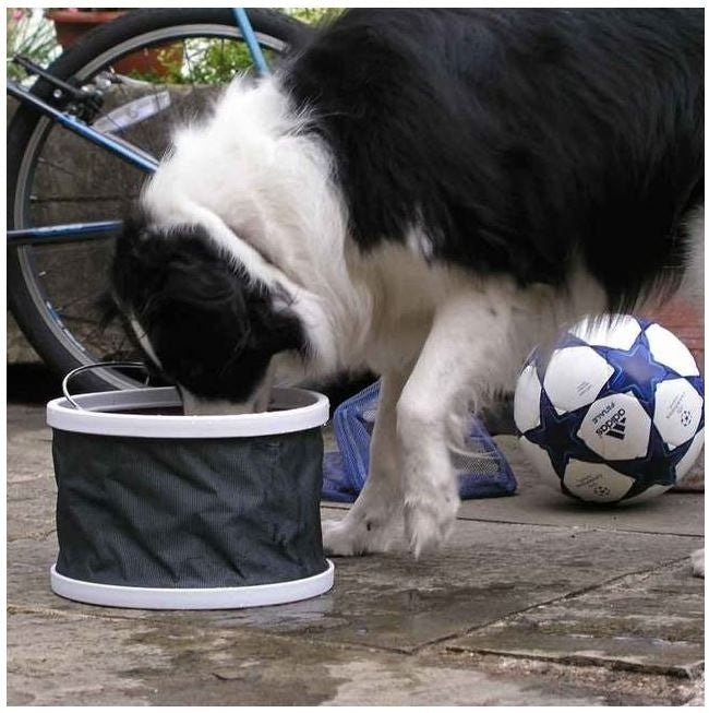 Collapsible Dog Bowl