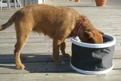 Collapsible Dog Bowl